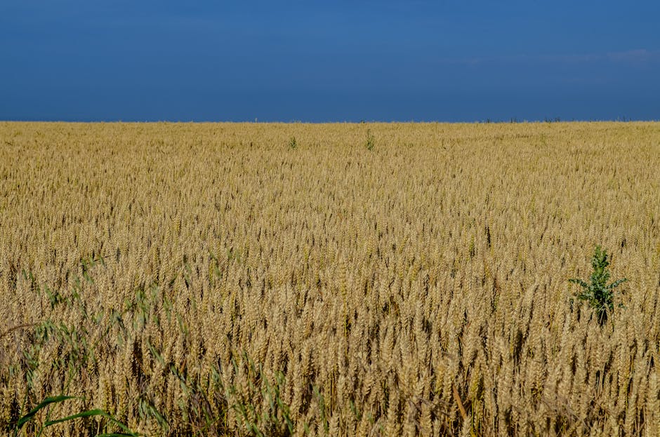 Incident neobișnuit la târgul agricol: liderul extremei drepte din Franța, atacat cu făină