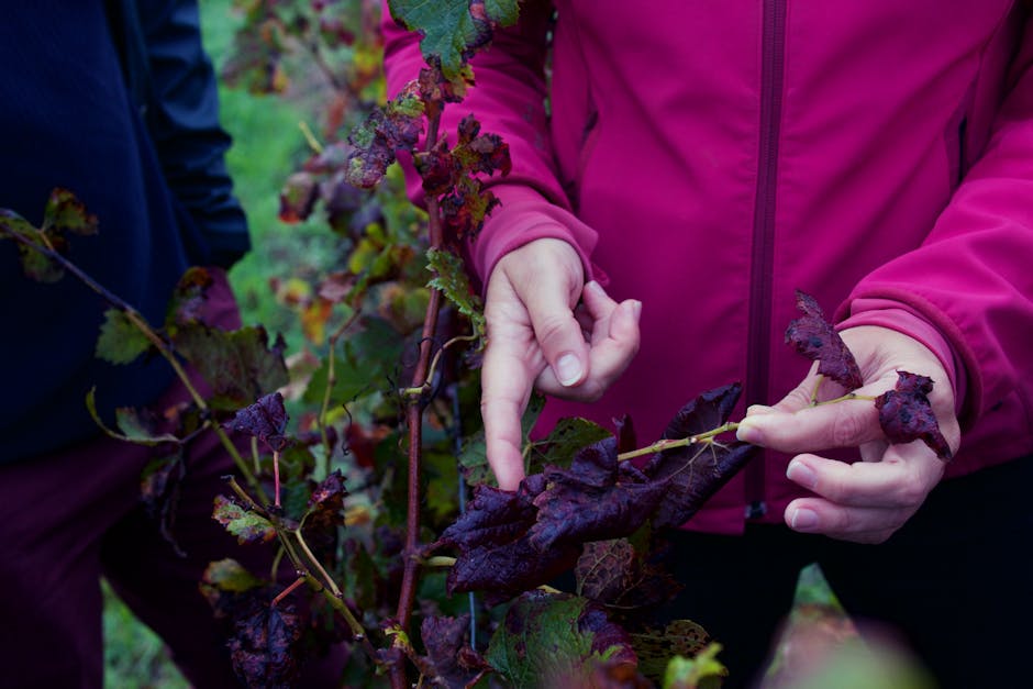 Franța investește 130 de milioane de euro pentru a reduce supraproducția de vin