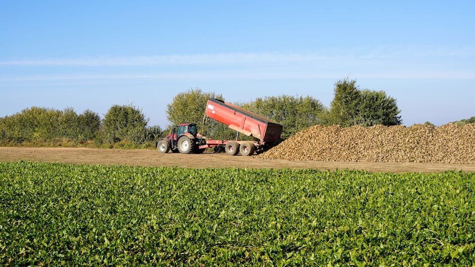 Agricultura din Covasna în criză: producția de cartofi scade drastic
