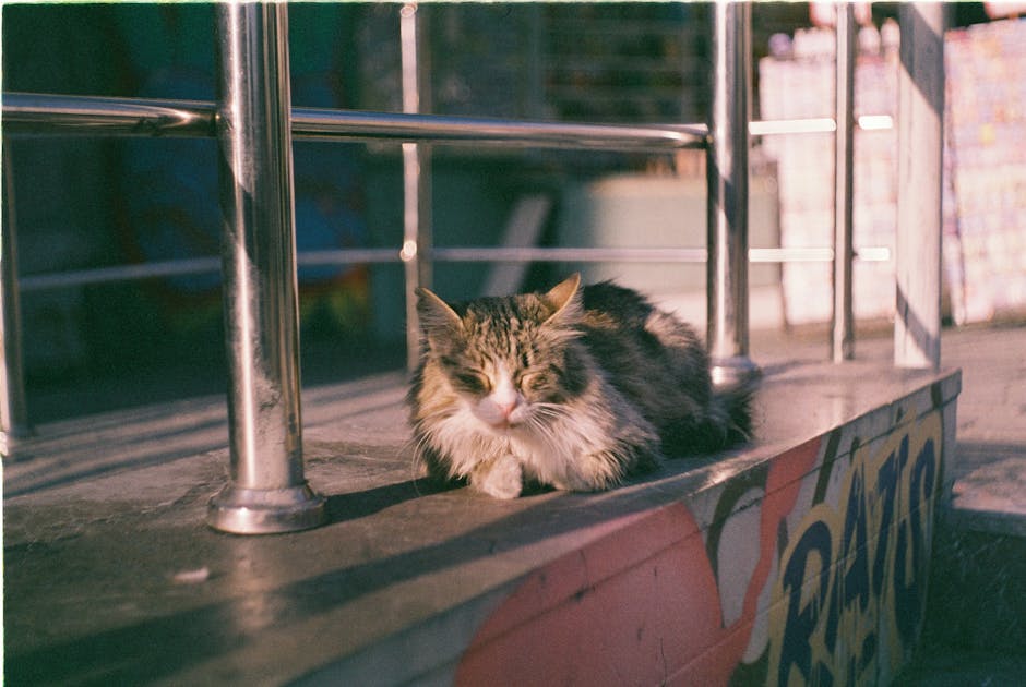 Regulament nou pentru animalele de companie în Craiova: Ce trebuie să știe proprietarii