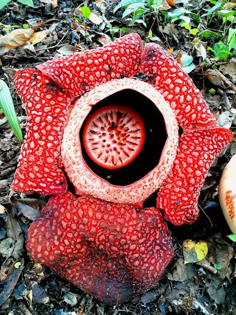 Descoperirea emoționantă a unei flori rare în jungla din Sumatra