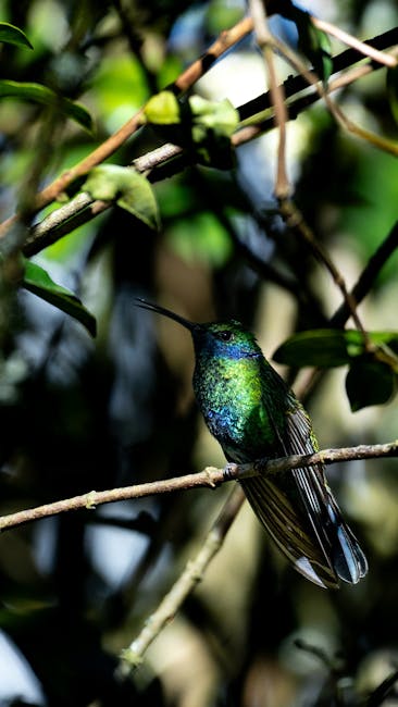 Descoperă pasărea de smarald din jungla asiatică – broadbillul verde