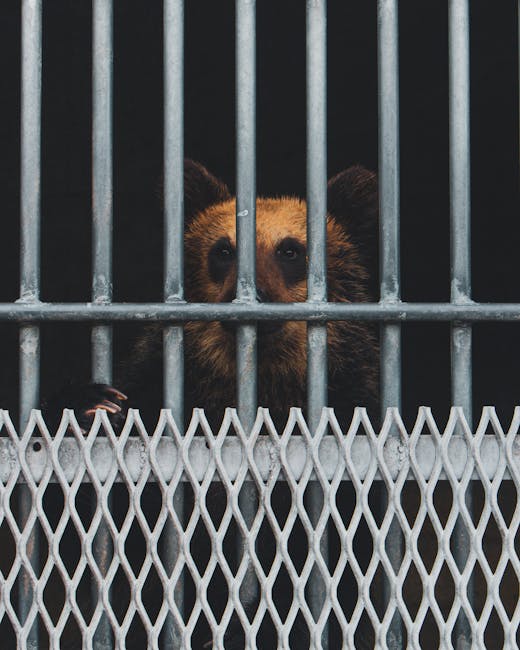 Descoperă perspectiva animalelor de Ziua Internațională a Animalelor 2026