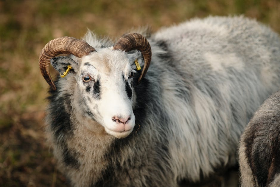 Creșterea efectivelor de animale în Mureș: date surprinzătoare pentru 2025