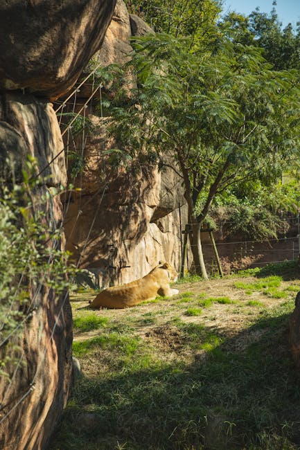 Tragedie într-o grădină zoologică din Brazilia: un tânăr a fost atacat mortal de o leoaică