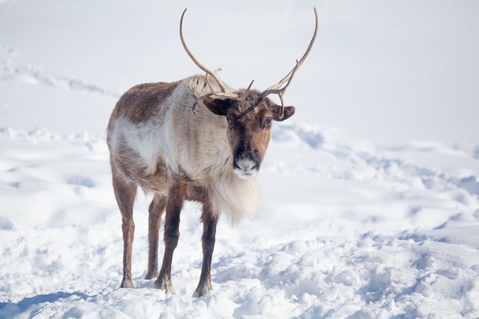 Povestea captivantă a lui Buddy, renul rătăcitor din Anglia