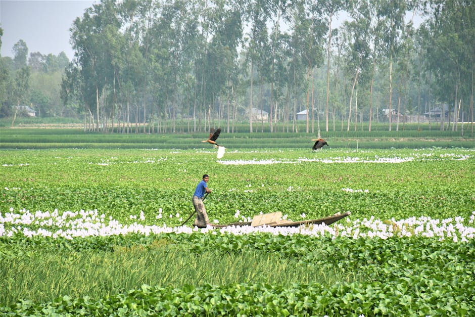 Modificări importante în legea pensiilor: agricultorii din zonele necooperativizate ar putea beneficia de venituri noi