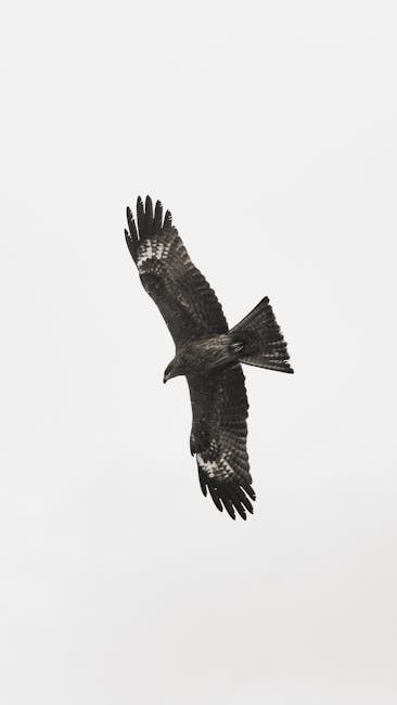 Descoperă Gaia cu aripi negre: înaripata ce străbate cerul câmpiilor