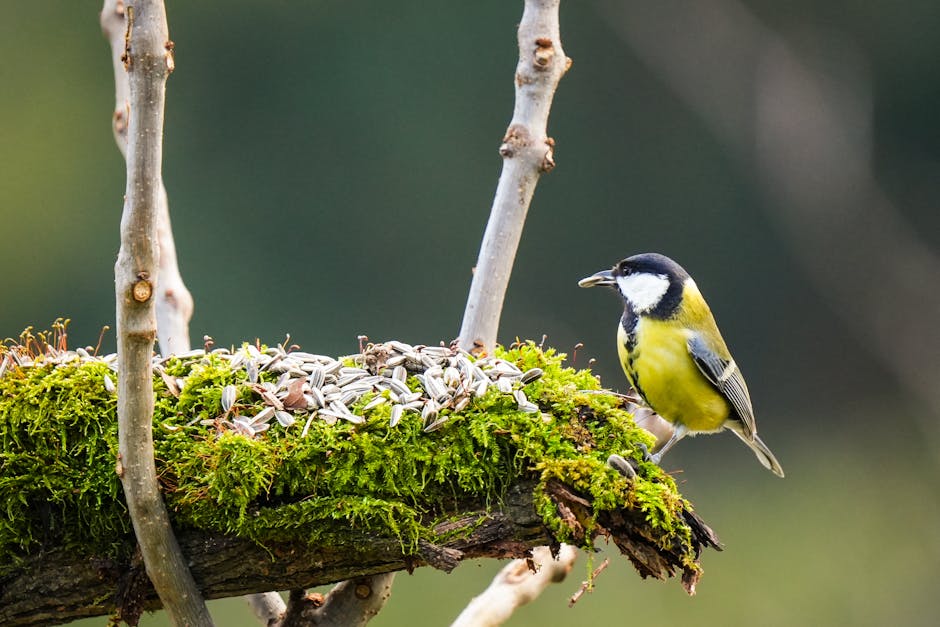 Cum Romsilva sprijină fauna sălbatică în sezonul rece