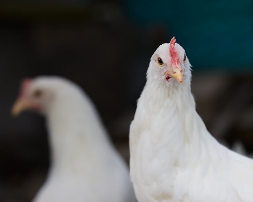 Termen limită pentru solicitarea ajutoarelor de stat în creșterea animalelor