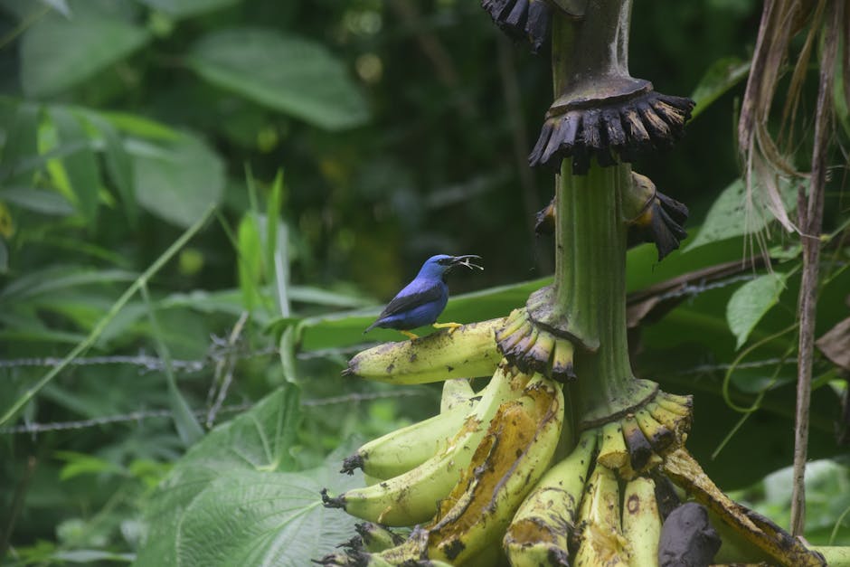 Descoperă antbirdul cu creastă: regele umbrelor tropicale