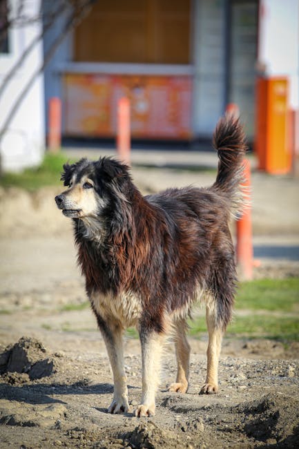 Alertă în Suceava: 17 pui de câini abandonați descoperiți pe domeniul public