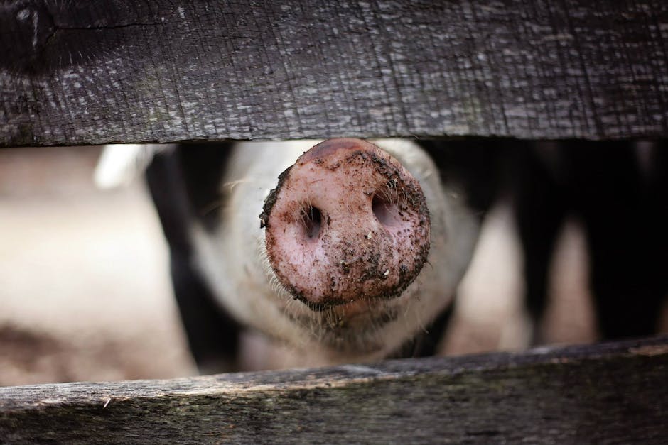 Ofertă specială: porci de vânzare pentru fermieri