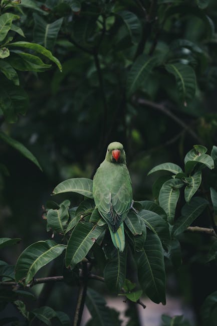 Descoperă bulbul cu urechi galbene, pasărea vibrantă din Sri Lanka