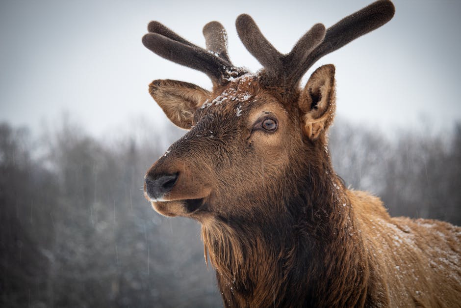 Un elan surprins în Hunedoara: o descoperire surprinzătoare pentru fauna României