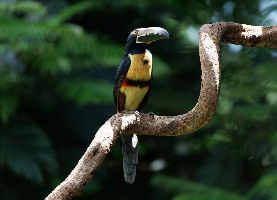 Ciocănitoarea de castan: o bijuterie a pădurilor tropicale