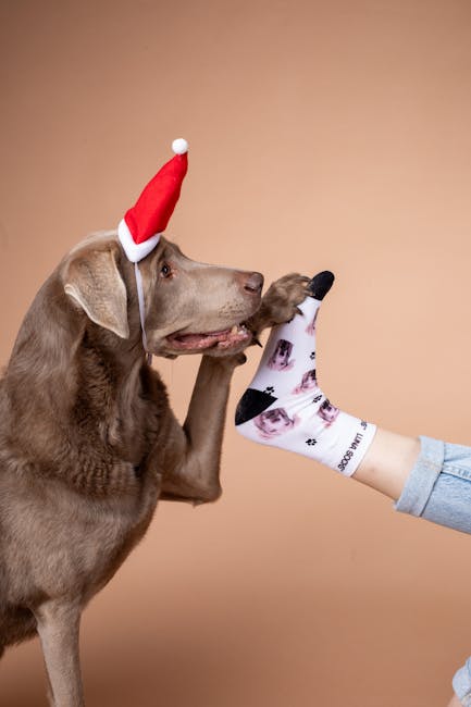 Fii Santa Paws și adu bucurie cățeilor din Bistrița!