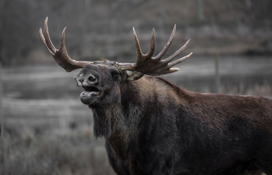 Descoperire surprinzătoare: un elan a fost observat în județul Hunedoara