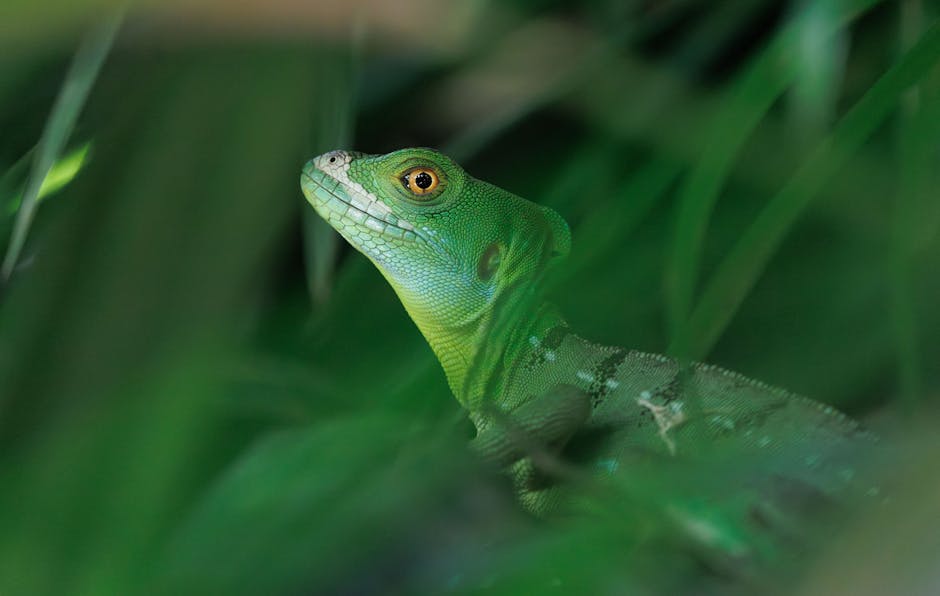Centura Verde a Germaniei: De la zona interzisă la refugiu ecologic