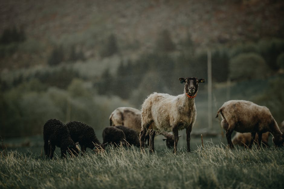 Agenția de Plăți susține crescătorii de animale cu ajutoare financiare substanțiale