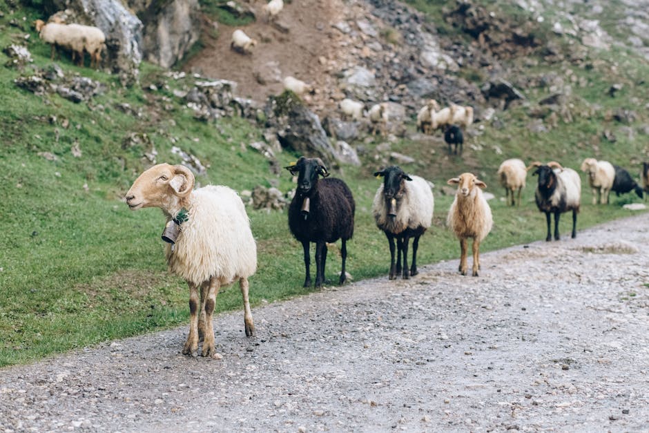 Peste 500 de animale în carantină: Răchiți sub amenințarea focarului de variolă