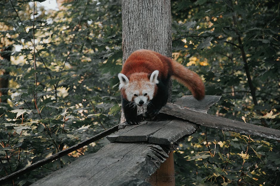 Descoperirea surprinzătoare a populației de urși din România