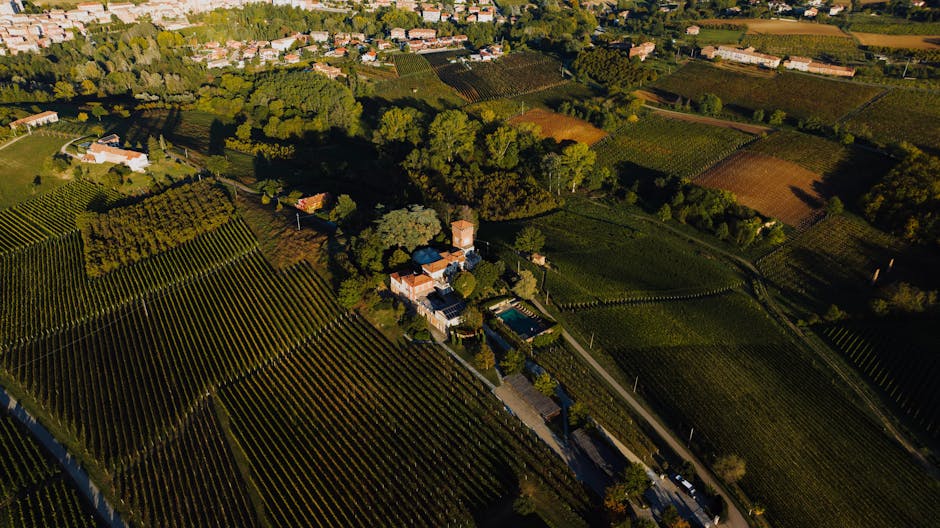 Tensiuni în Consiliul Local Suceava pentru bugetul Revelionului. Detalii despre artiști și spectacolul cu drone
