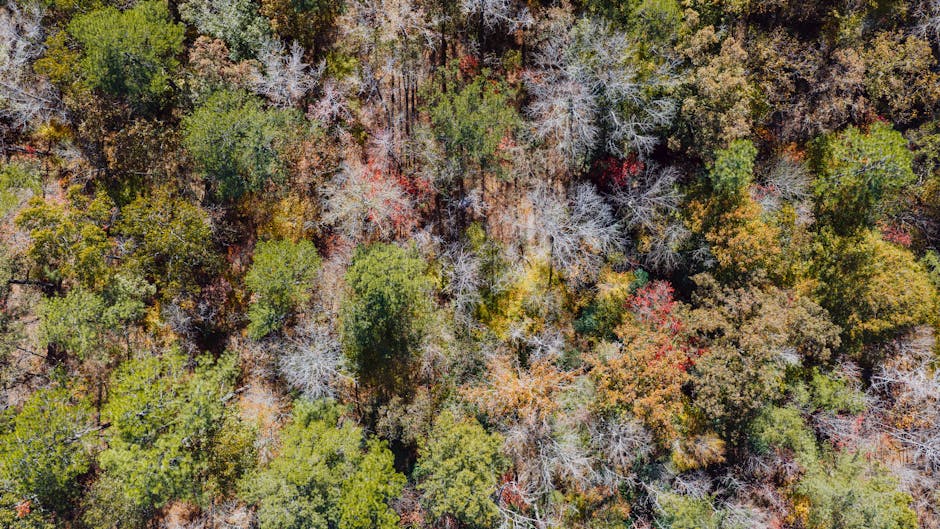 Descoperă culorile vibrante ale toamnei în Parcul Natural Grădiștea Muncelului – Cioclovina