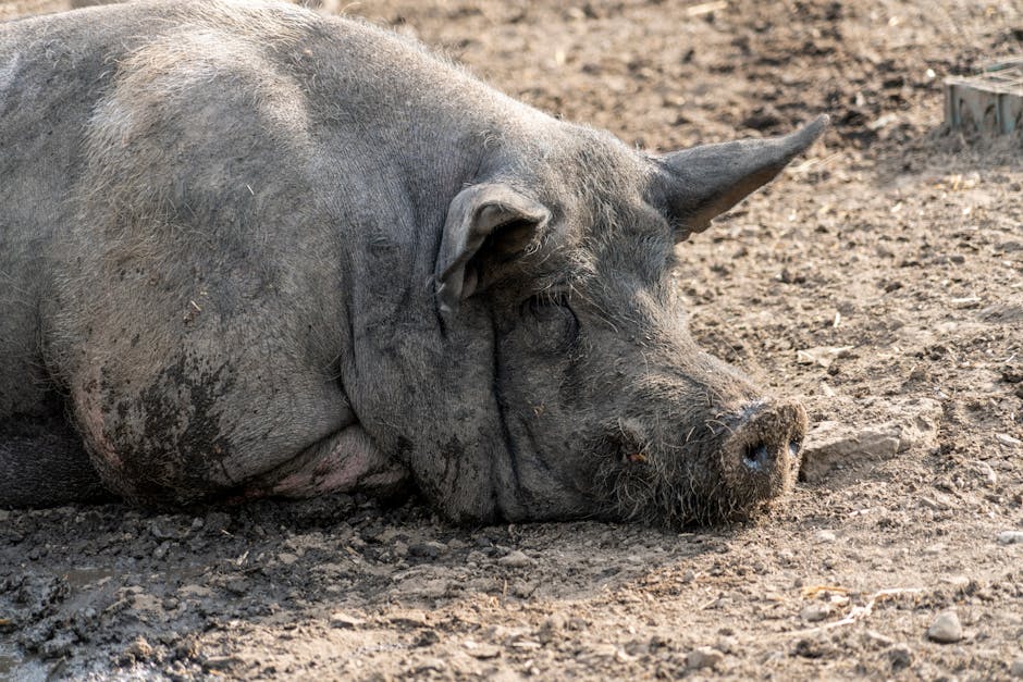 Porcul de 450 kg din Buzău provoacă curiozitate: este cel mai mare din județ?
