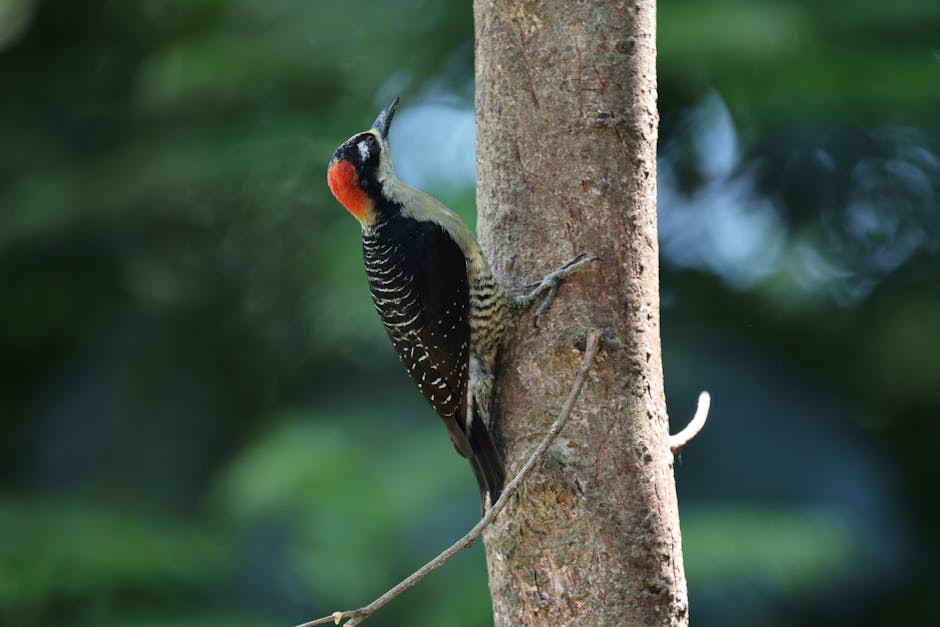Descoperă ciocănitoarea cu spatele purpuriu: o bijuterie a pădurilor tropicale