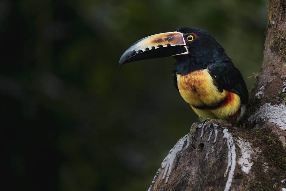 Descoperă fascinanta dansatoare cu guler din pădurile tropicale