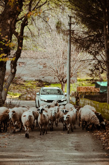 O turmă de oi blochează circulația pe un drum din Satu Mare