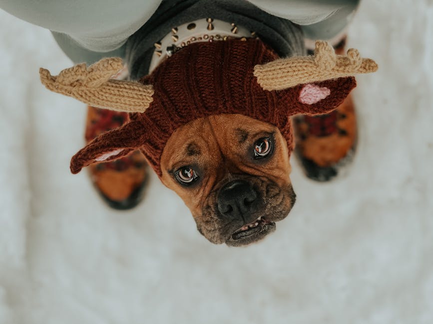 Umorul festiv pe internet: gafe de Crăciun și animale adorabile