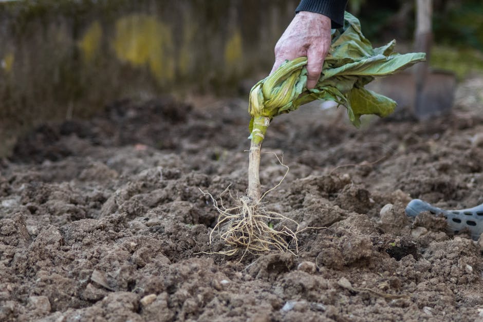 Cum să maximizezi recoltele de legume în grădina ta