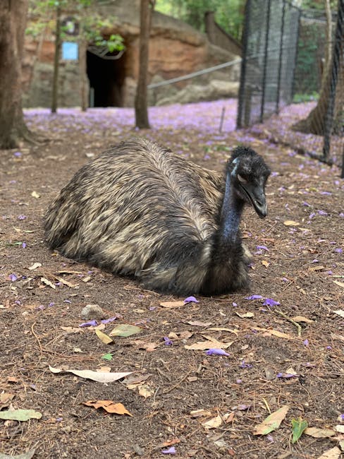Descoperă privorul de flacără: o pasăre fascinantă din munții australieni
