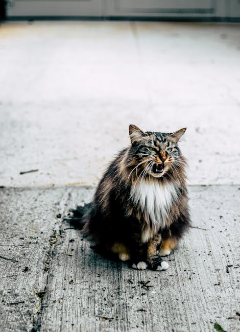 Craiova în mijlocul unui scandal pe tema numărului de animale de companie în apartamente
