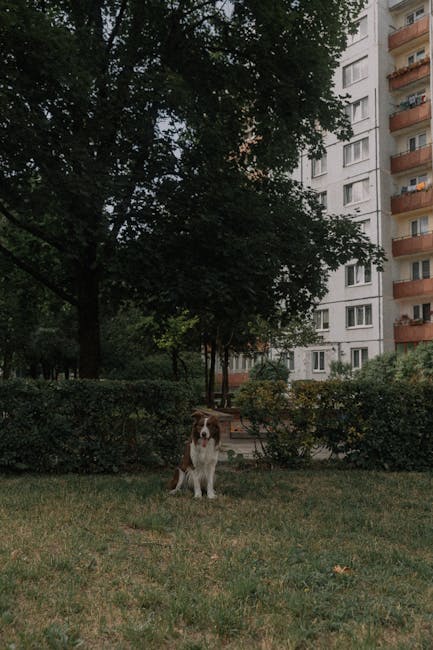 Craiova: Tribunalul suspendă limitarea câinilor și pisicilor în apartamente