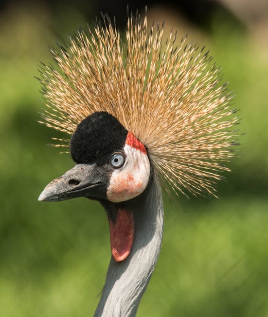 Descoperă cucul african de smarald, bijuteria pădurilor tropicale