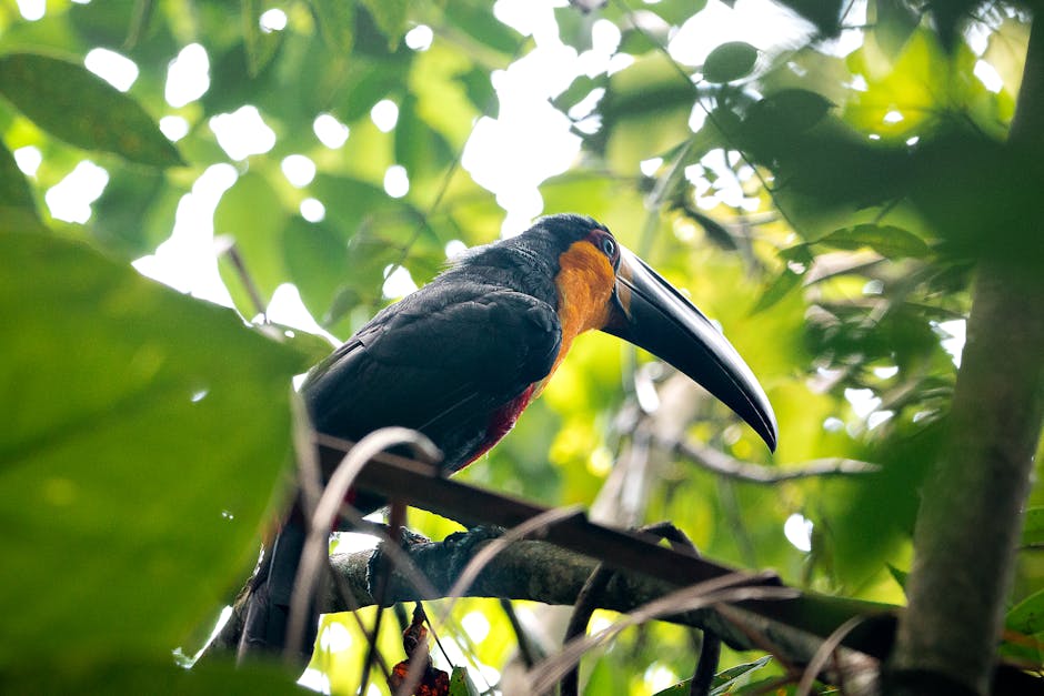 Descoperă curl-crested aracari, pasărea cu stil din inima Amazonului