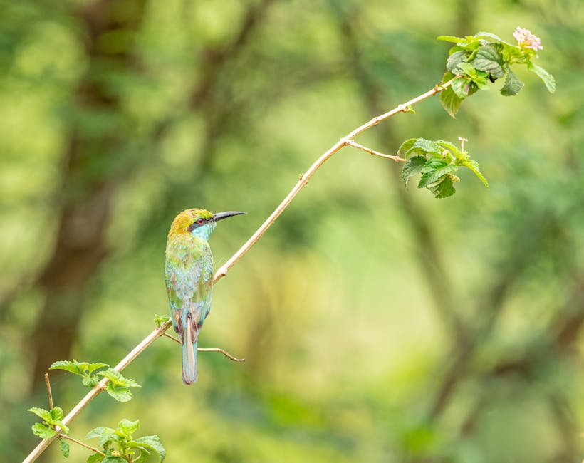 Descoperă fascinanta lume a jay-ului albastru, pasărea cu aripi de azur