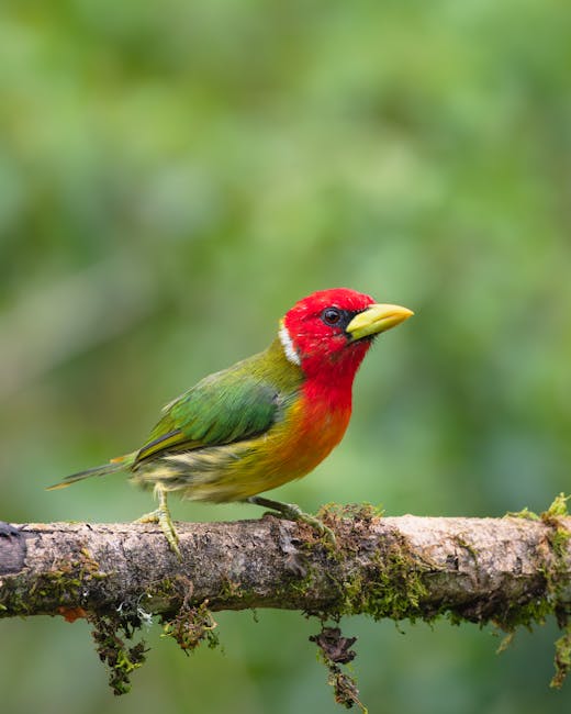 Descoperă tanagerul cu ochelari negri: o pasăre misterioasă din pădurile tropicale