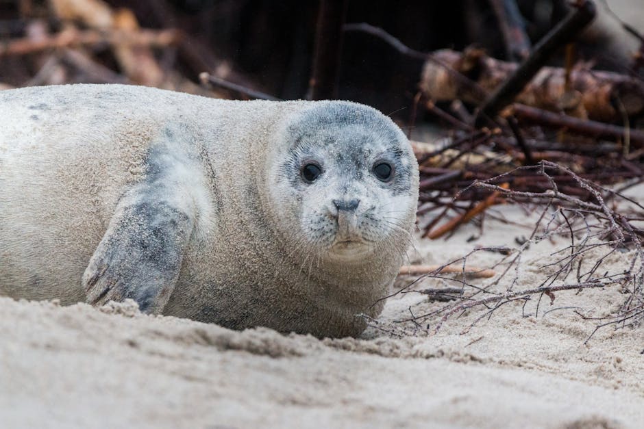 Alerta pe litoral: Două marsuini eșuați la Constanța