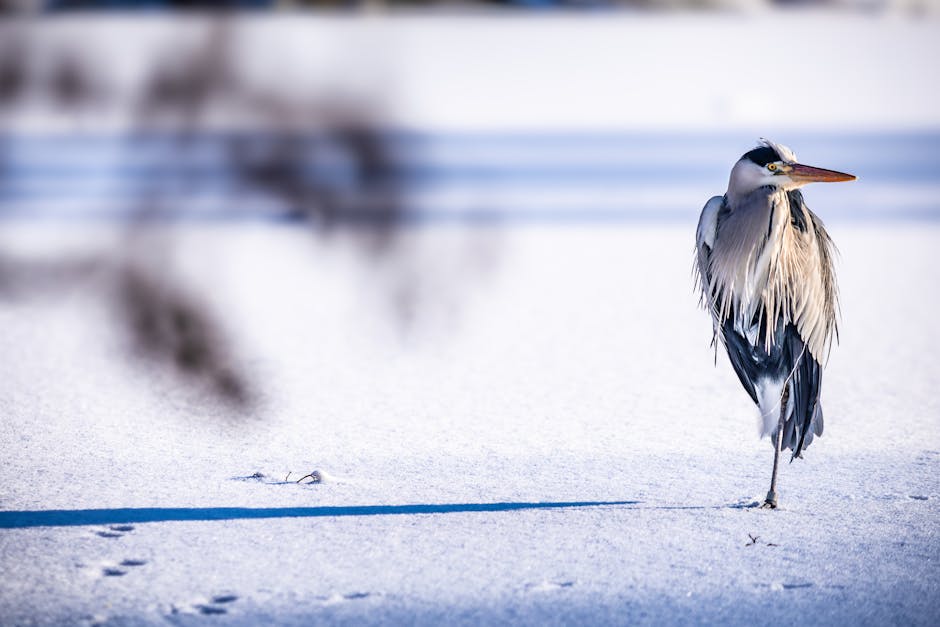 Weekend friguros în Alba: ninsori și temperaturi extreme între 9 și 11 ianuarie