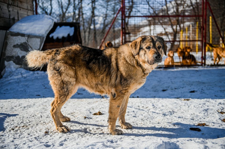Atenție, proprietari de animale: gerul aduce obligații stricte!
