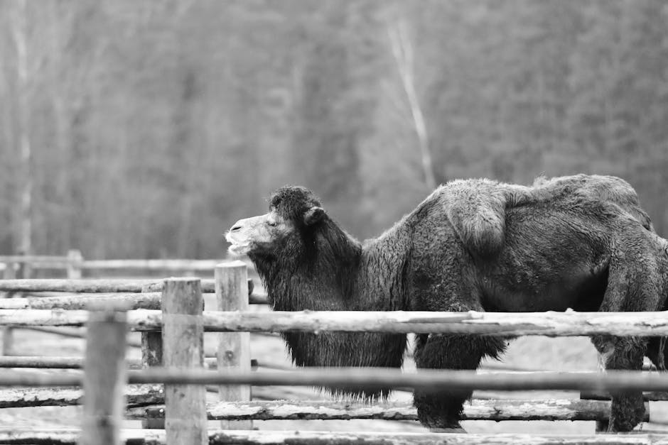 Cum își adapostesc animalele exotice iarna la Grădina Zoologică din Craiova