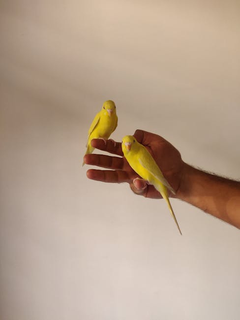 Descoperă expoziția anuală de păsări și animale mici la Caransebeș