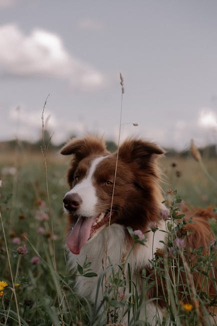 Conflictul dintre vecini duce la o tragedie canină în Șura Mare