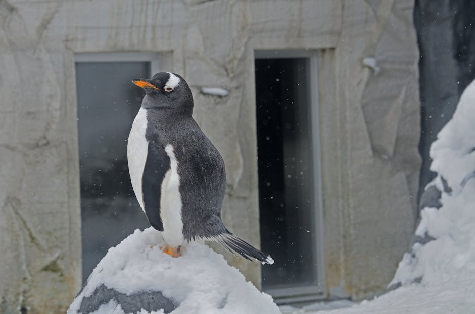 Cum se pregătesc animalele de la Zoo Oradea pentru iarnă