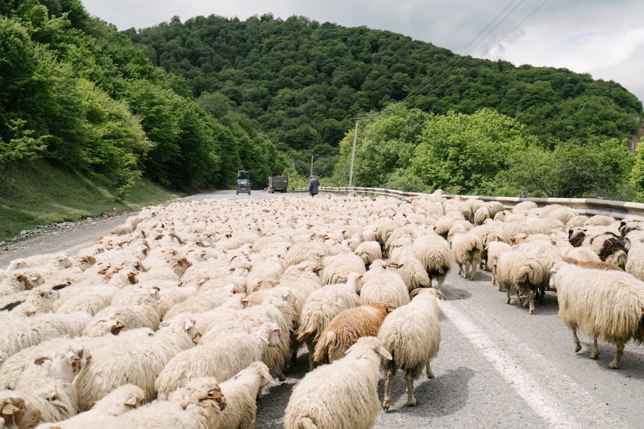 Îngrijorări pe Valea Oltului din cauza blocajelor cauzate de o turmă de oi