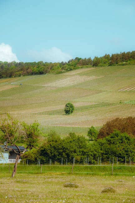 Finanțare europeană pentru viticulturii din Vrancea: O oportunitate de dezvoltare